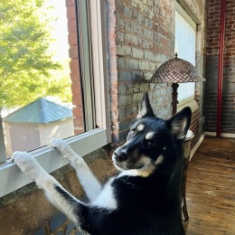 a dog by a window